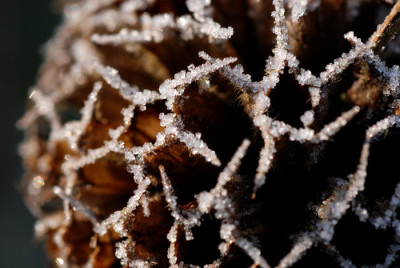 Frost-Jan2407-1k.jpg