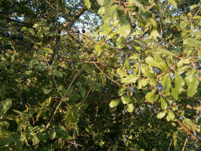 Bonlanden Streuobstwiese 004.JPG