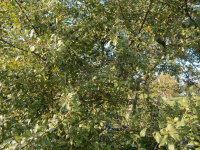Bonlanden Streuobstwiese 002.JPG