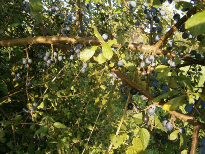 Bonlanden Streuobstwiese 003.JPG