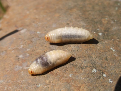 DSCF4290.JPG
