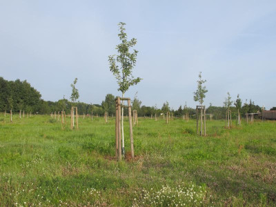 Streuobstwiese gross 1 24.8.17 ue.JPG