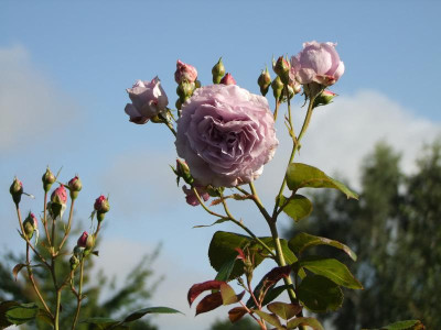 23.08.2017 10-36-11_1616.jpg