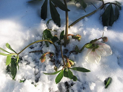 Helleborus_-_1.JPG