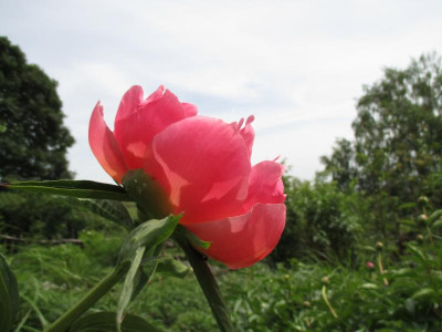 Paeonia 'Abalone Pearl' 20150511_03.JPG