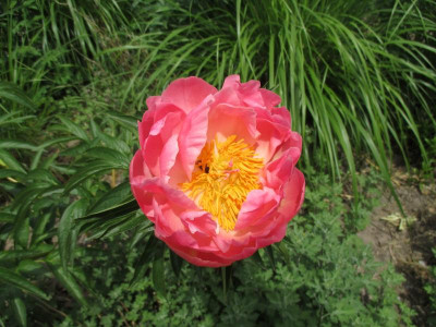 Paeonia 'Abalone Pearl' 20150511_01.JPG