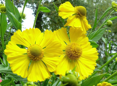 Helenium_Ga_P1100346.JPG