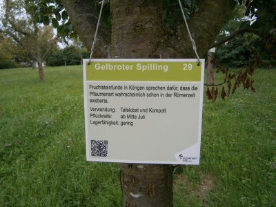 Spilling in Bonlanden 002.JPG