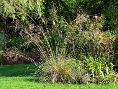 Stipa gig..jpg