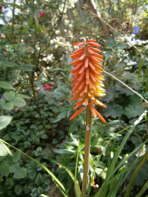 Blüten im August 001.JPG