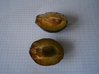 Dattelzwetschge 006.JPG