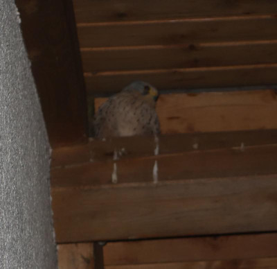Turmfalke.17-1.jpg