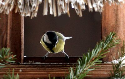 Vogelversuch-1.jpg