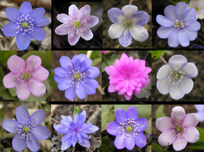 collage_hepatica_2006_pur.jpg