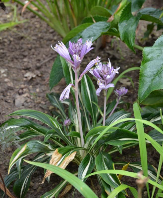 Hosta-Sparkler.16-1.jpg
