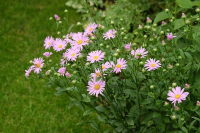 Aster Rotfeuer.JPG