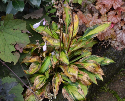 Hosta-RainbowsEnd.17-2.jpg