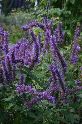 Agastache-TypPeine.17-1.jpg