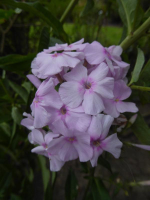 Phlox-Zuckerwatte.17-1.jpg