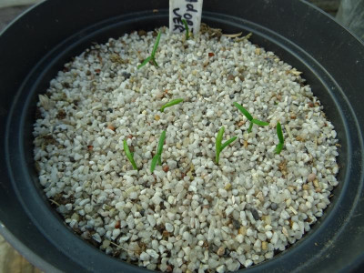 Sciadopitys verticillata Germination August 2017.JPG
