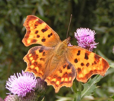 Polygonia_C-Album_-_C-Falter_07.jpg