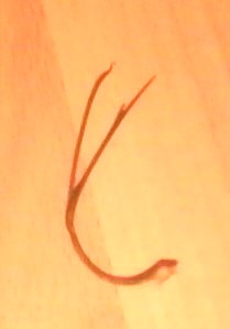 IMG0513A.jpg