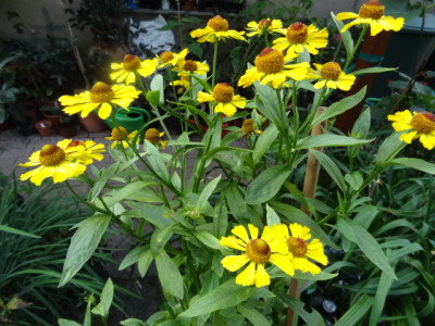 helenium.JPG