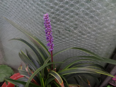 liriope.JPG