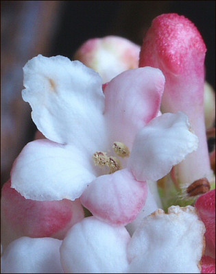 Viburnum_farreri_fragrans.jpg