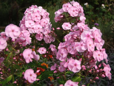 26.08.2017 19-08-19_1749.jpg