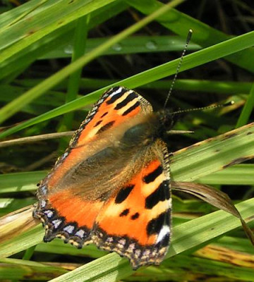 Aglais_urticae_-_Kleiner_Fuchs_02.jpg