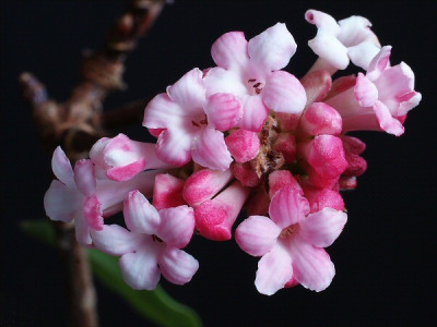 Viburnum_x_bodnantense_07.jpg