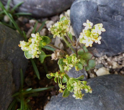 Huanaca patagonica ...    27.8,17 003.jpg