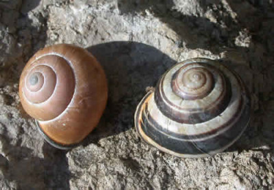 DSCN1041_Hauser_ohne_Schnecken_.jpg