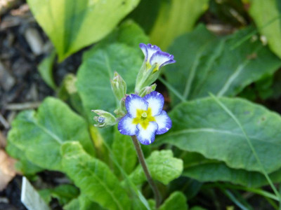 2017-08-27 Primula Barnhaven.jpg