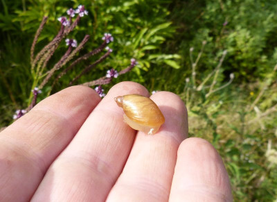 2017-08-27 Bernsteinschnecke.jpg