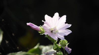 DSCN0618.JPG