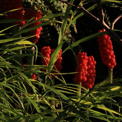 GidW - Arum italicum Früchte.jpg