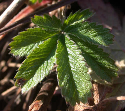 DSCN1060_Potentilla_.jpg