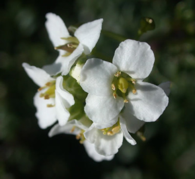 DSCN1066_Gamskresse_.jpg