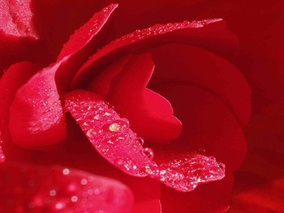 Begonia_rot.jpg
