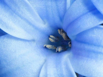 Hyazinthe_blau.jpg