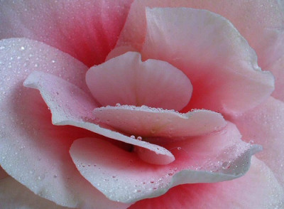 Begonia_rosa.jpg