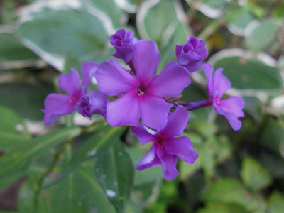 Magenta Star - Kopie.JPG