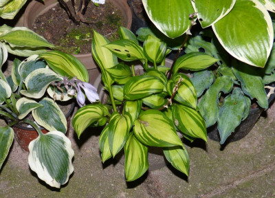 2017-08-28 Hosta 'Rainbow's End'.jpg