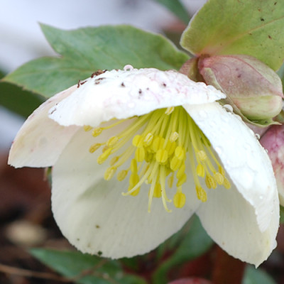 H-Silvermoon-nach-dem-Frost.jpg