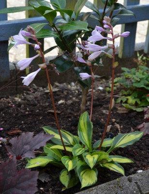 Hosta-RainbowsEnd.16-1.jpg