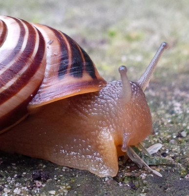 Schnecke.jpg