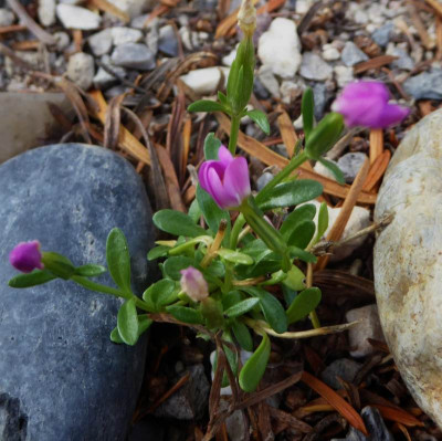 Centaurium pulchellum    ...   28.8.17 001.jpg