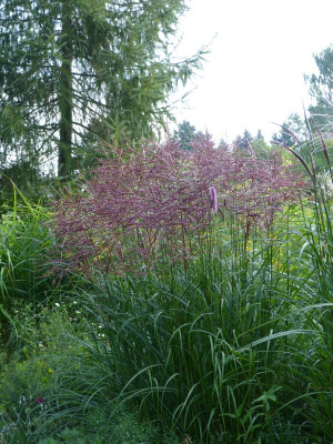2017-08-27 Miscanthus 'China'.jpg
